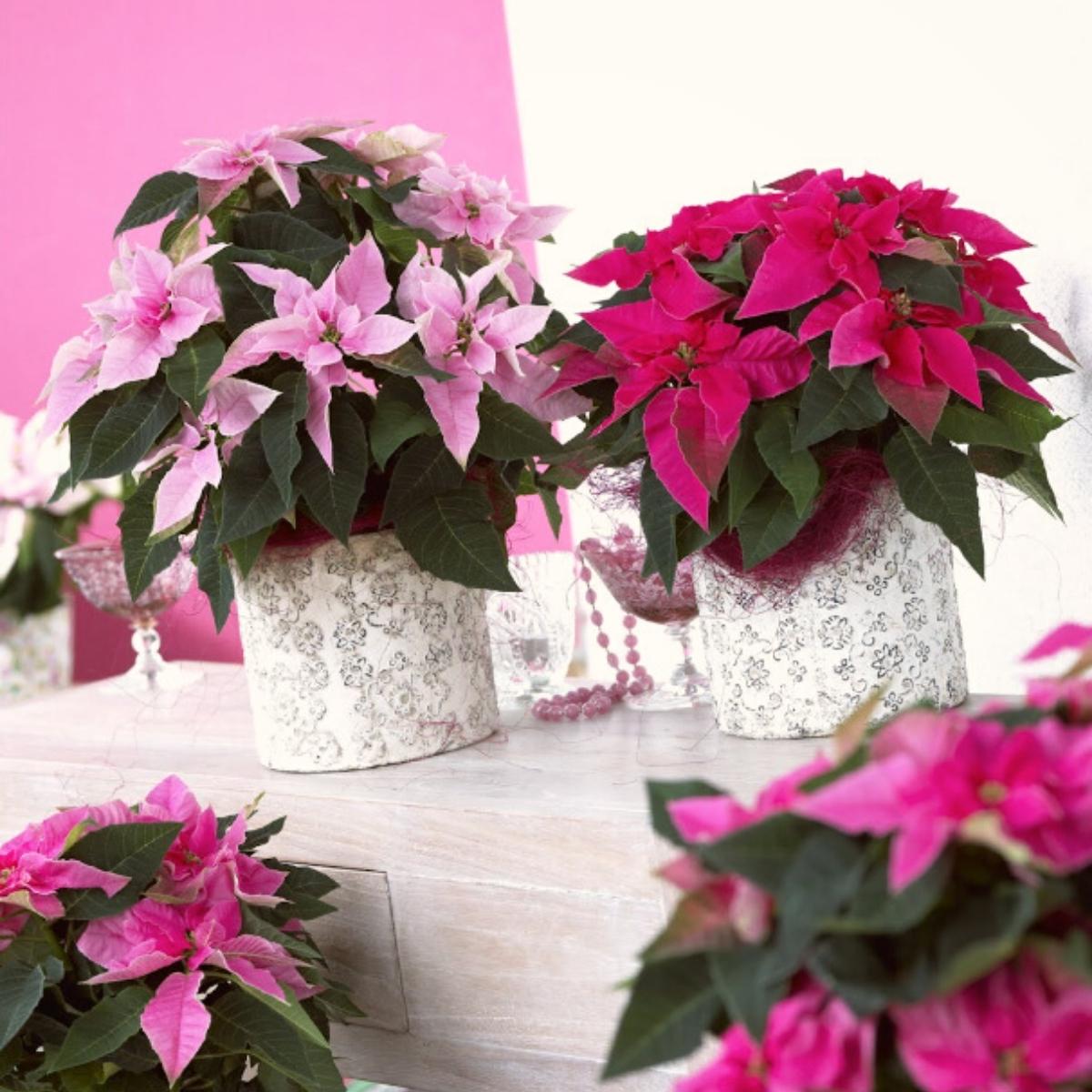 Princettias are poinsettias sisters on Thursd