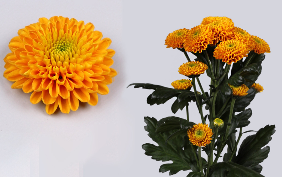 Floritec Chrysanthemum Santini Maverick Orange on Thursd