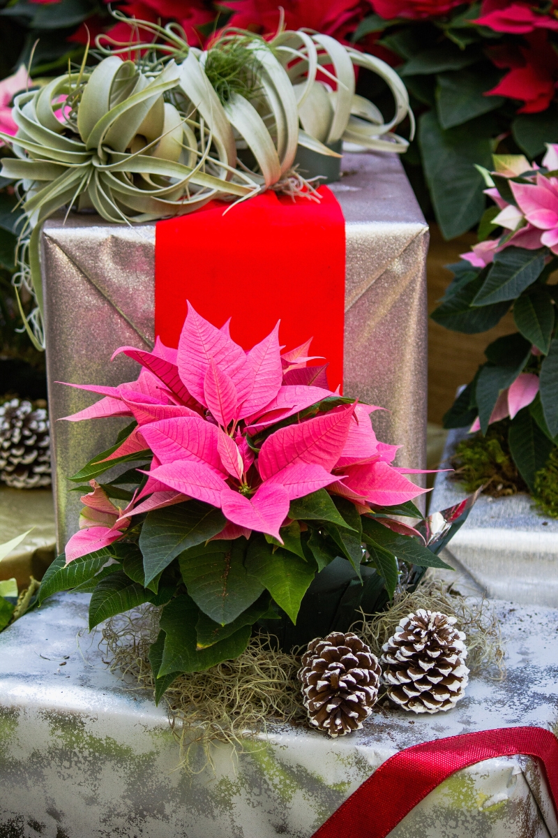 Different poinsettia colors on Thursd