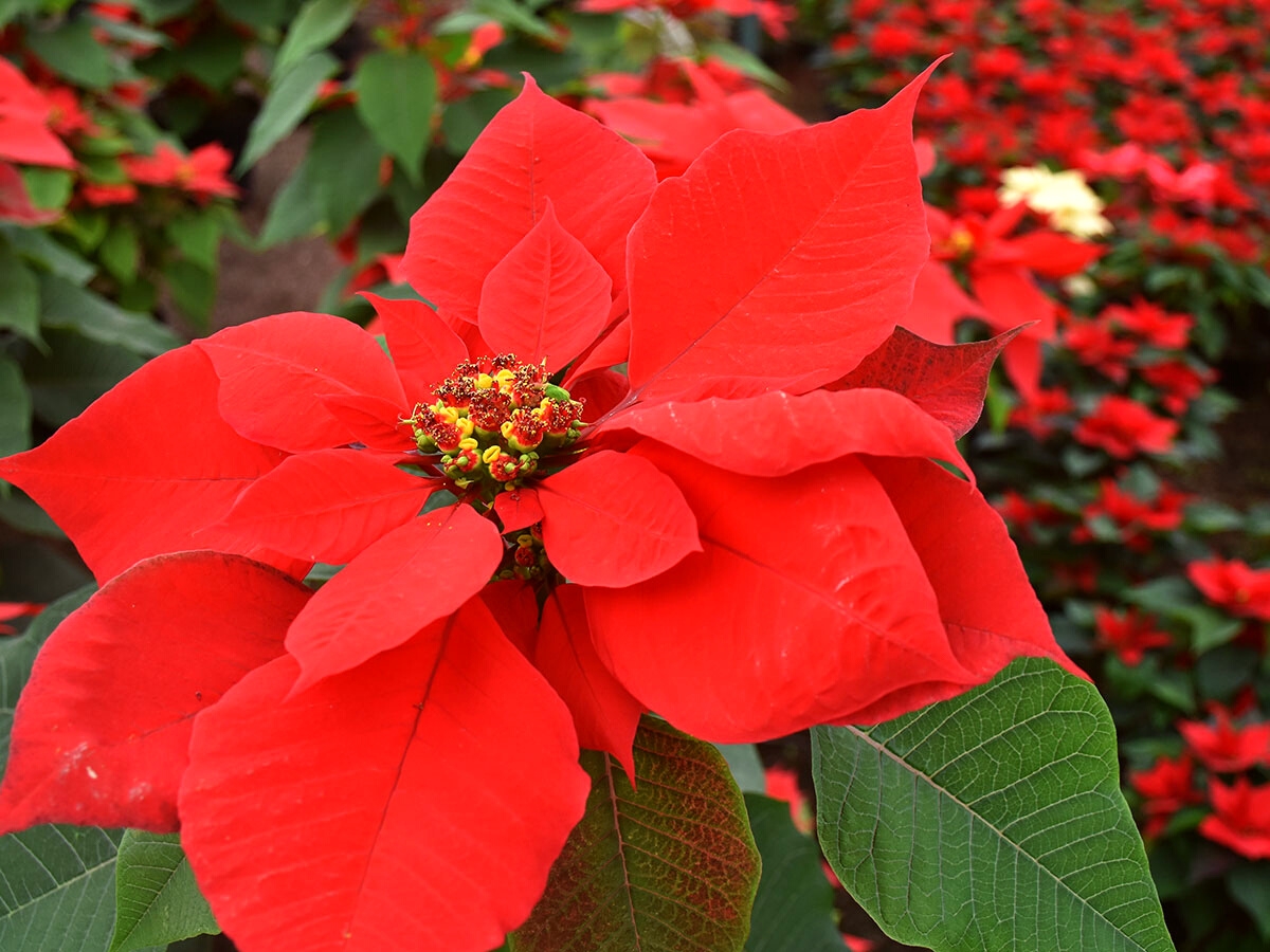 Poinsettia is a typical plant used a lot during christmas on Thursd