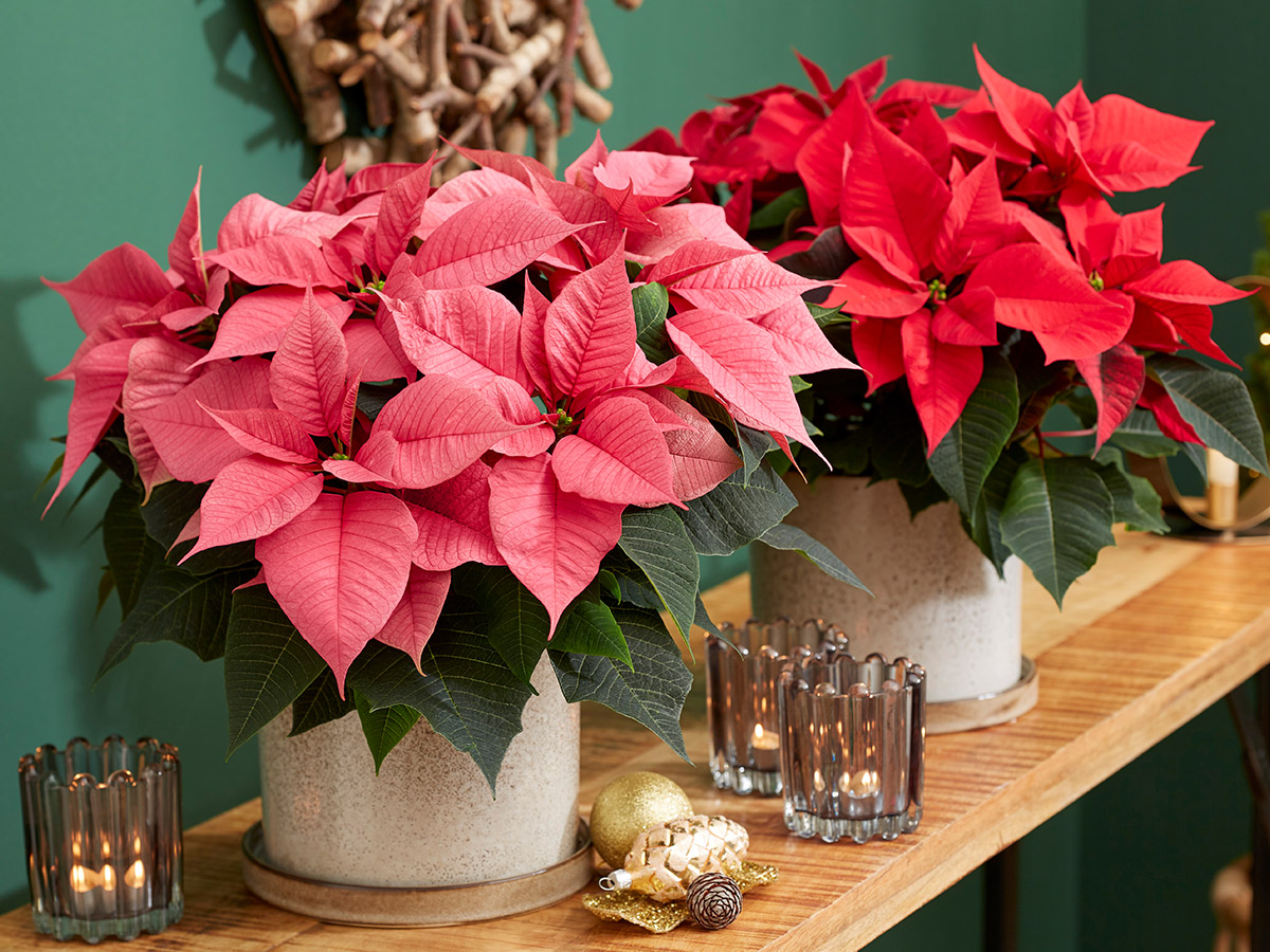 Poinsettia Robyn Pink and Red on Thursd