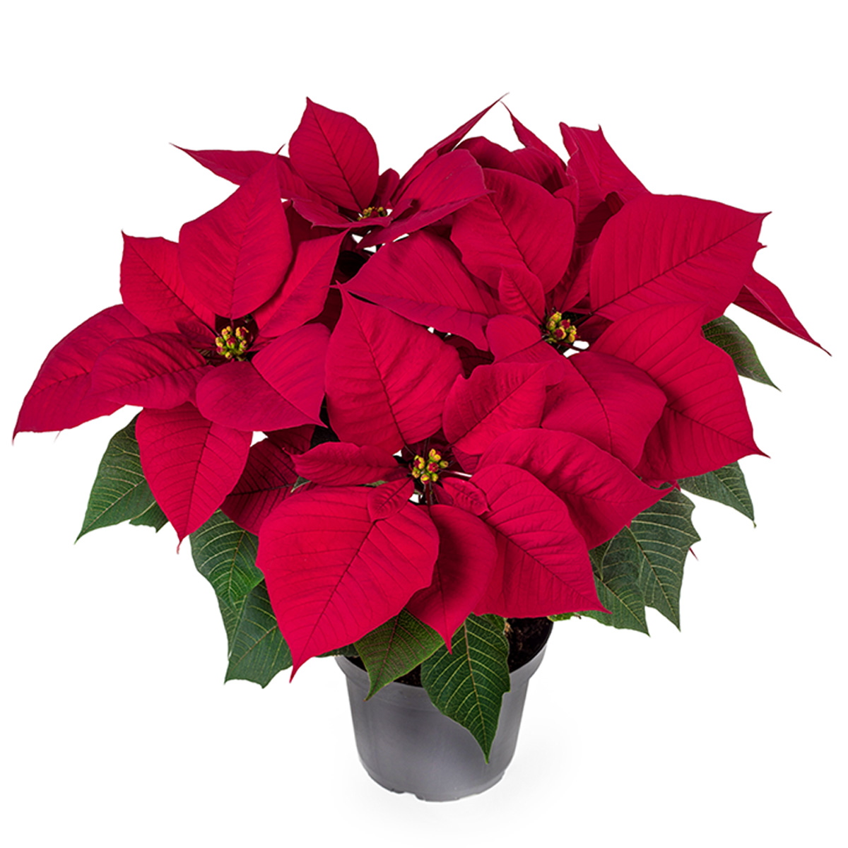 Poinsettia Blissful pot on Thursd