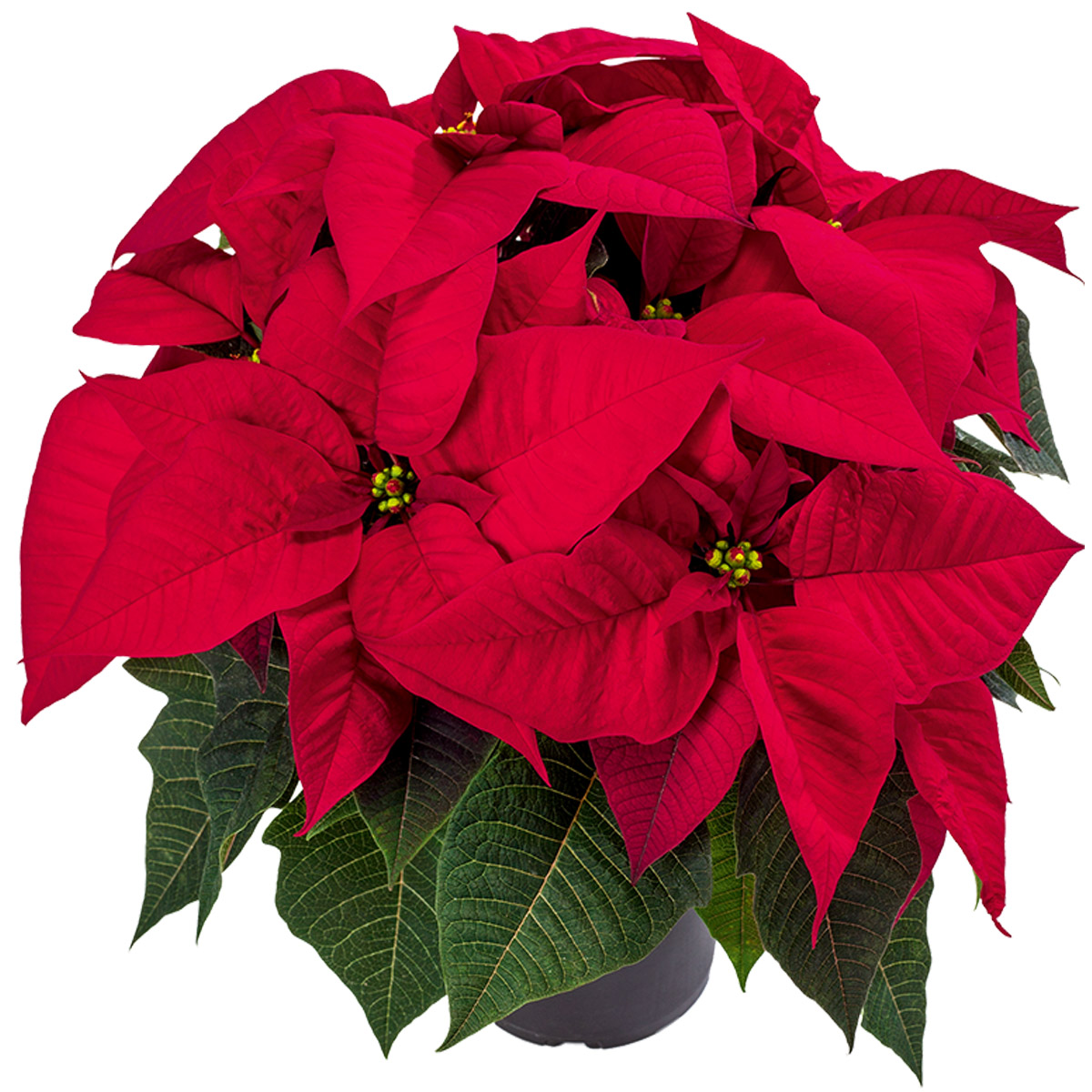 Poinsettia Aries pot on Thursd