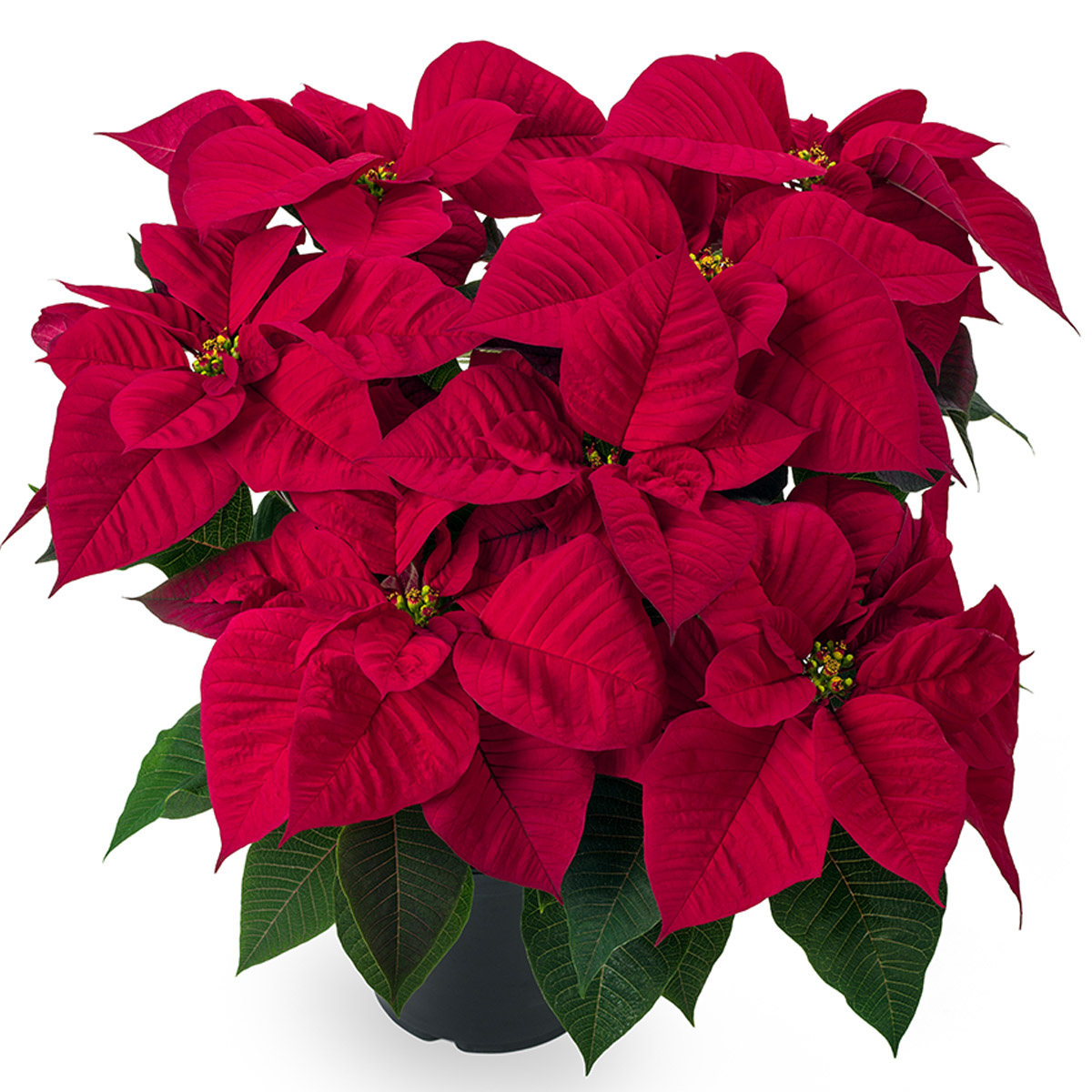 Poinsettia Astro pot on Thursd