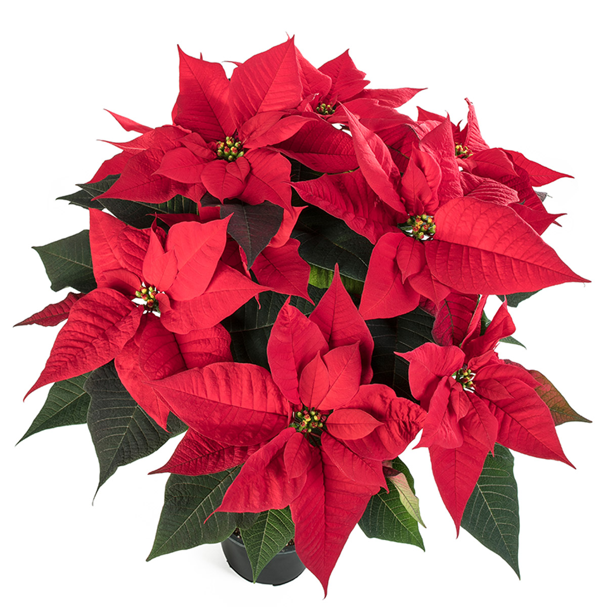 Poinsettia Hera pot on Thursd