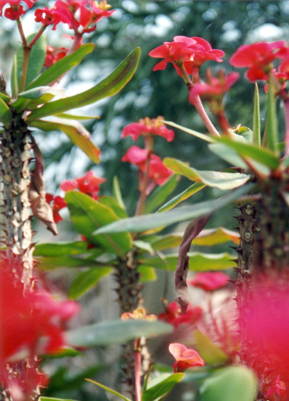 Crown of Thorns (Euphorbia Milii) 