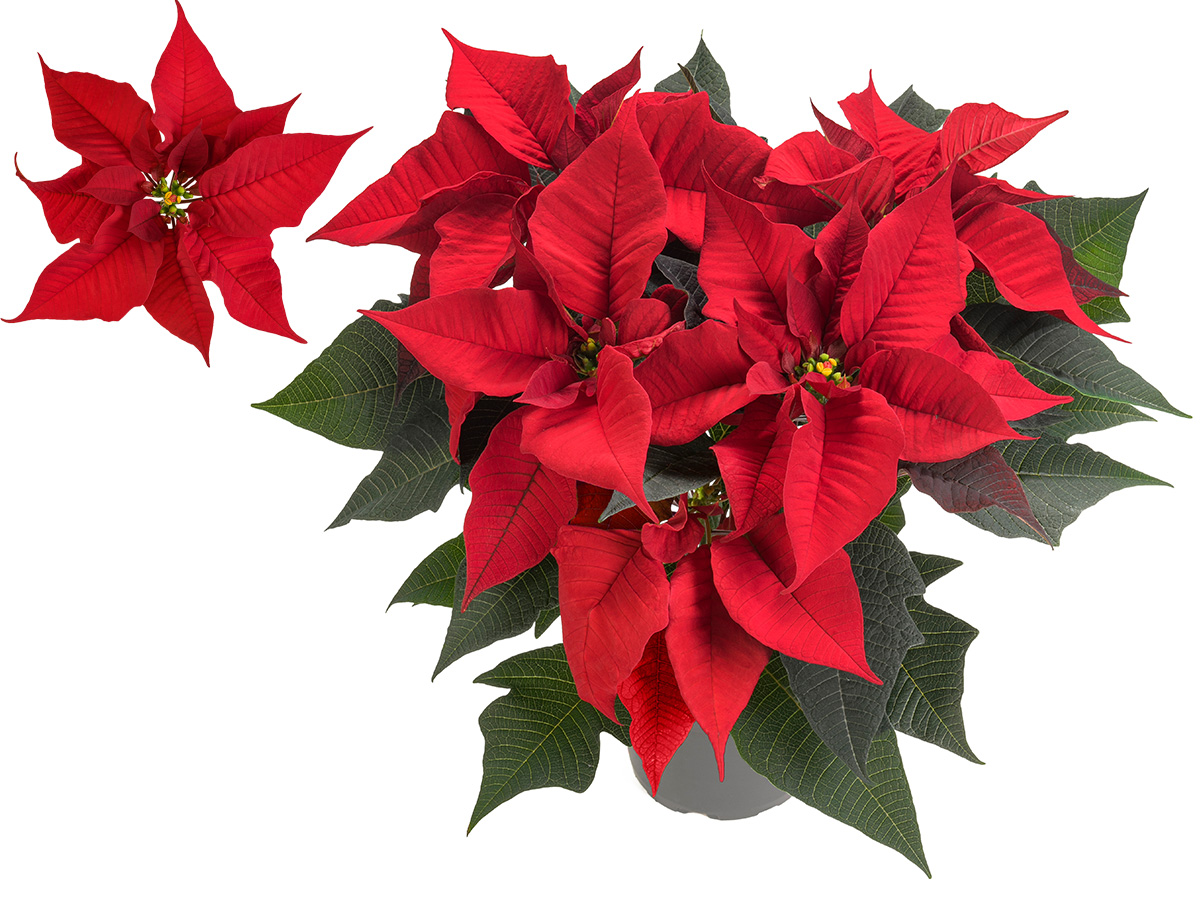 Poinsettia Indra Beekenkamp on Thursd