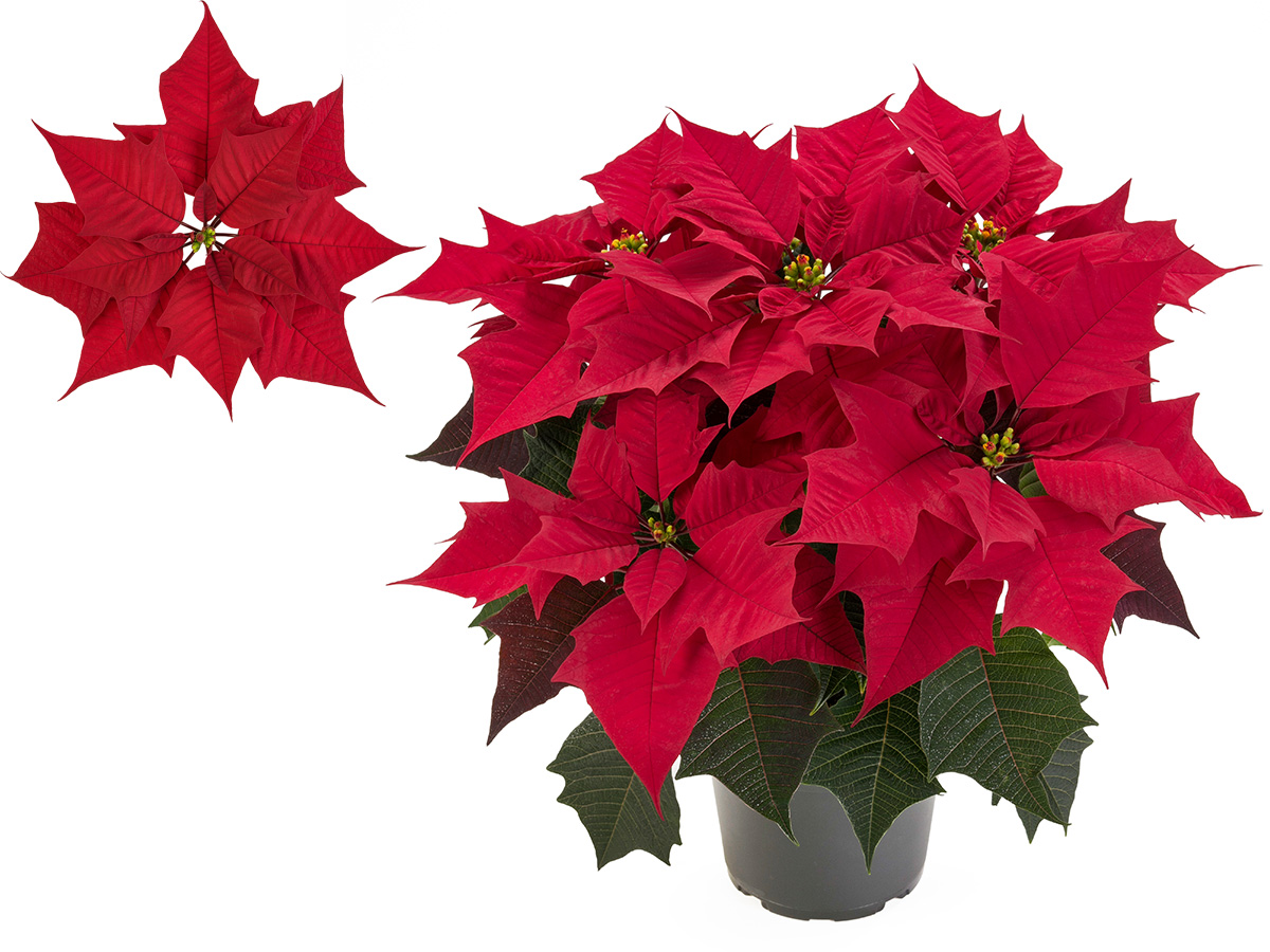 Poinsettia Kayla by Beekenkamp on Thursd