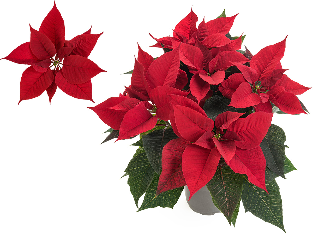 Poinsettia Luna by Beekenkamp on Thursd