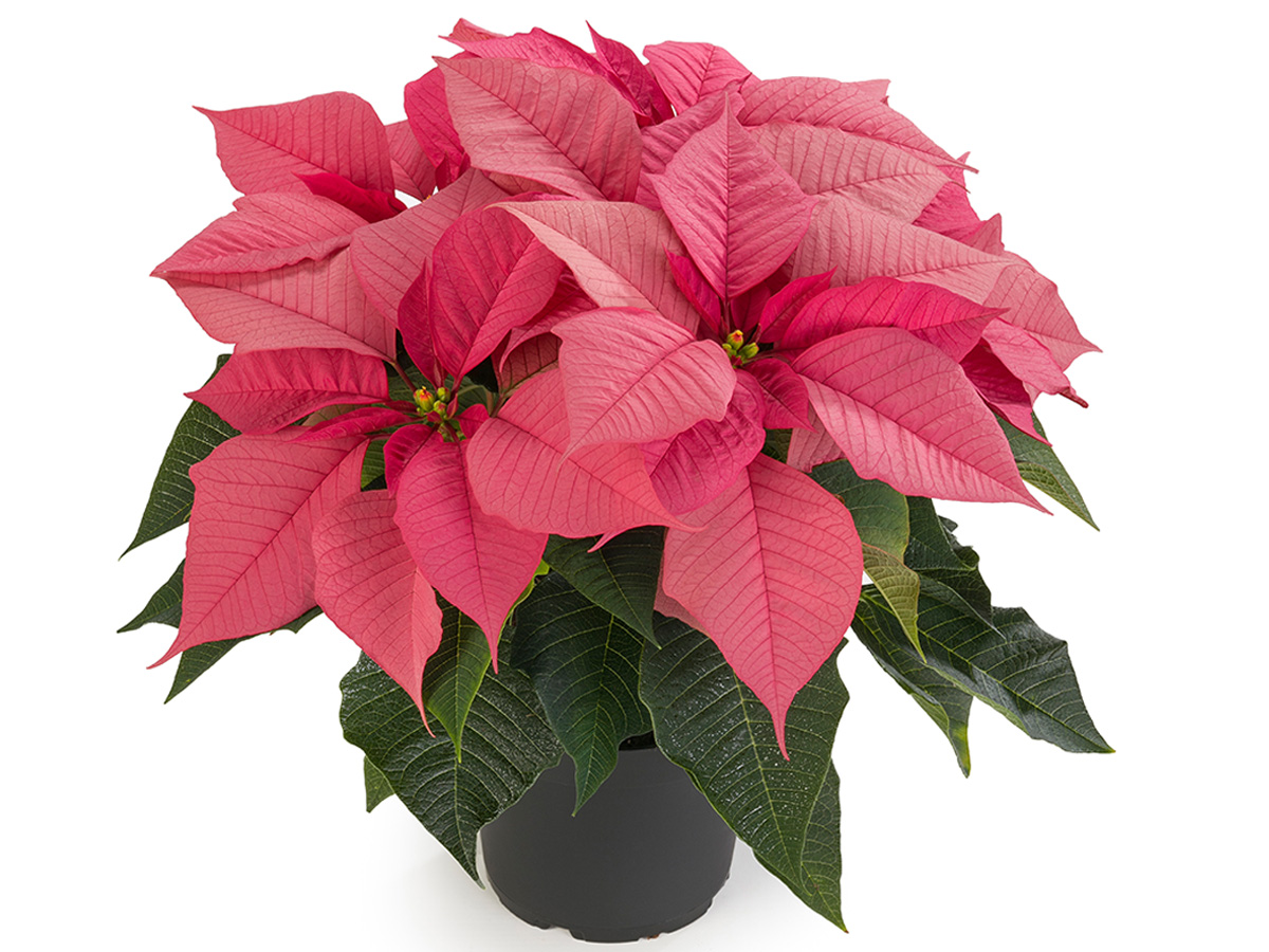 Poinsettia Robyn Pink by Beekenkamp on Thursd