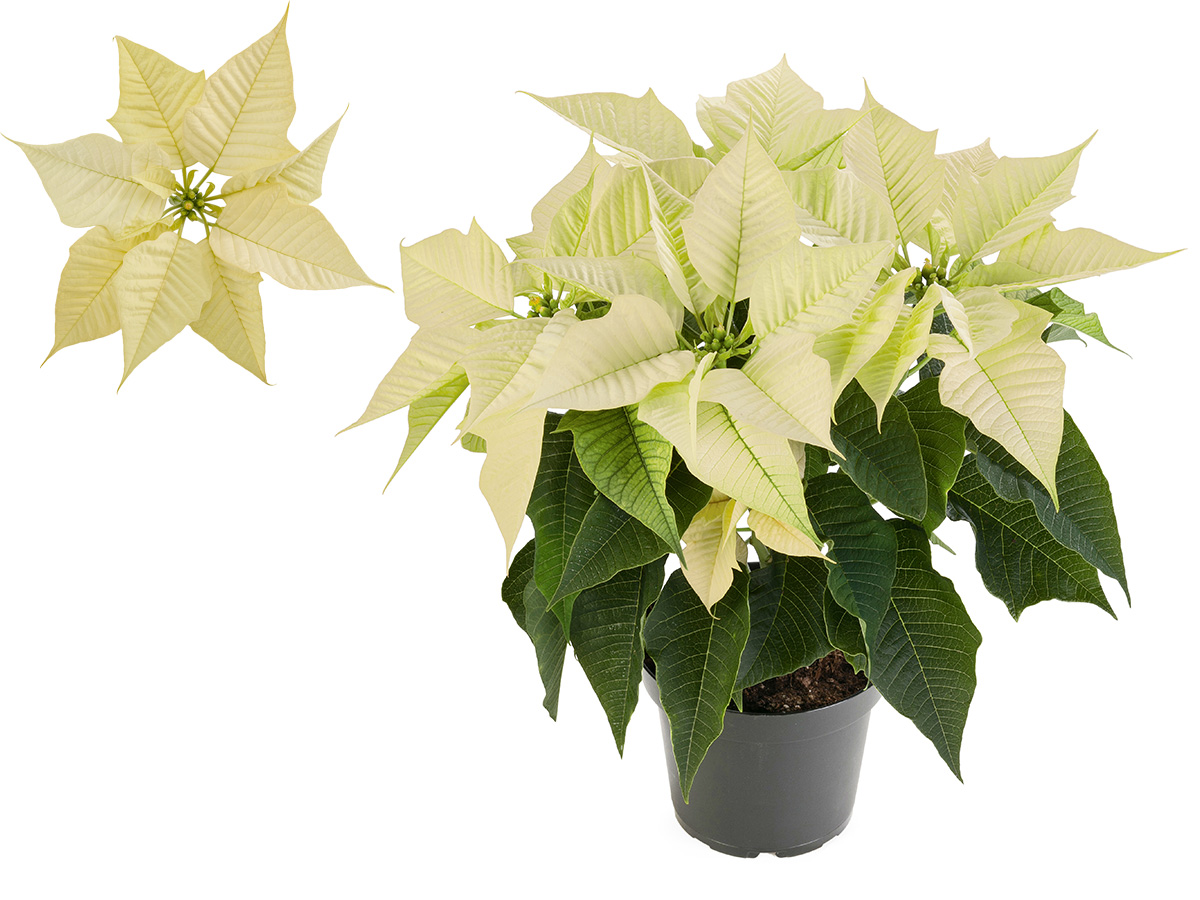 Poinsettia Virgo by Beekenkamp on Thursd