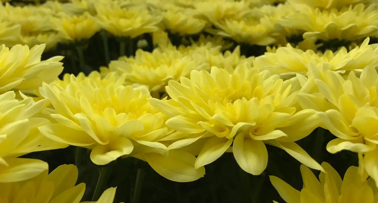 Chrysanthemum Baltica Yellow cut flower header on Thursd