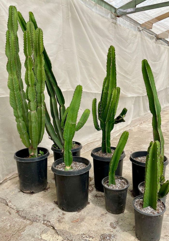 Euphorbia  Ingens (Cowboy Cactus)