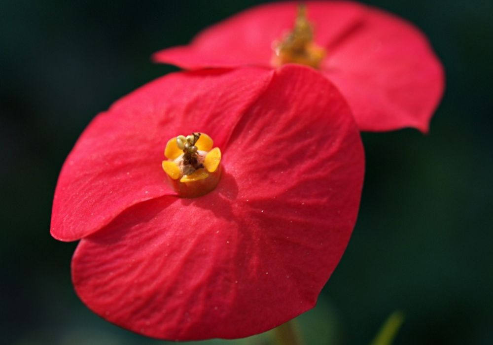 euphorbia flower