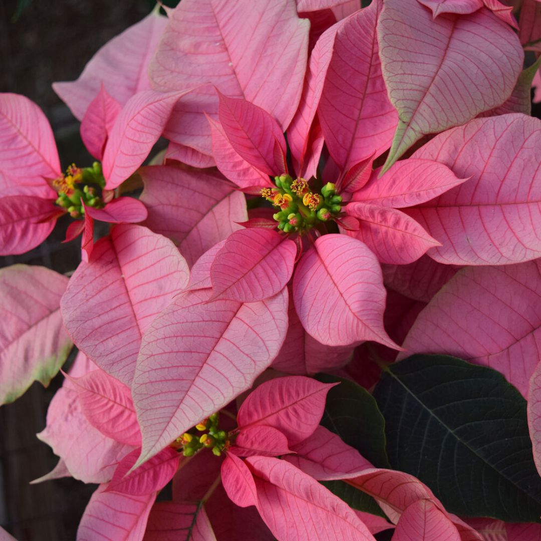tips-to-enjoy-your-pink-poinsettia-as-long-as-possible-featured