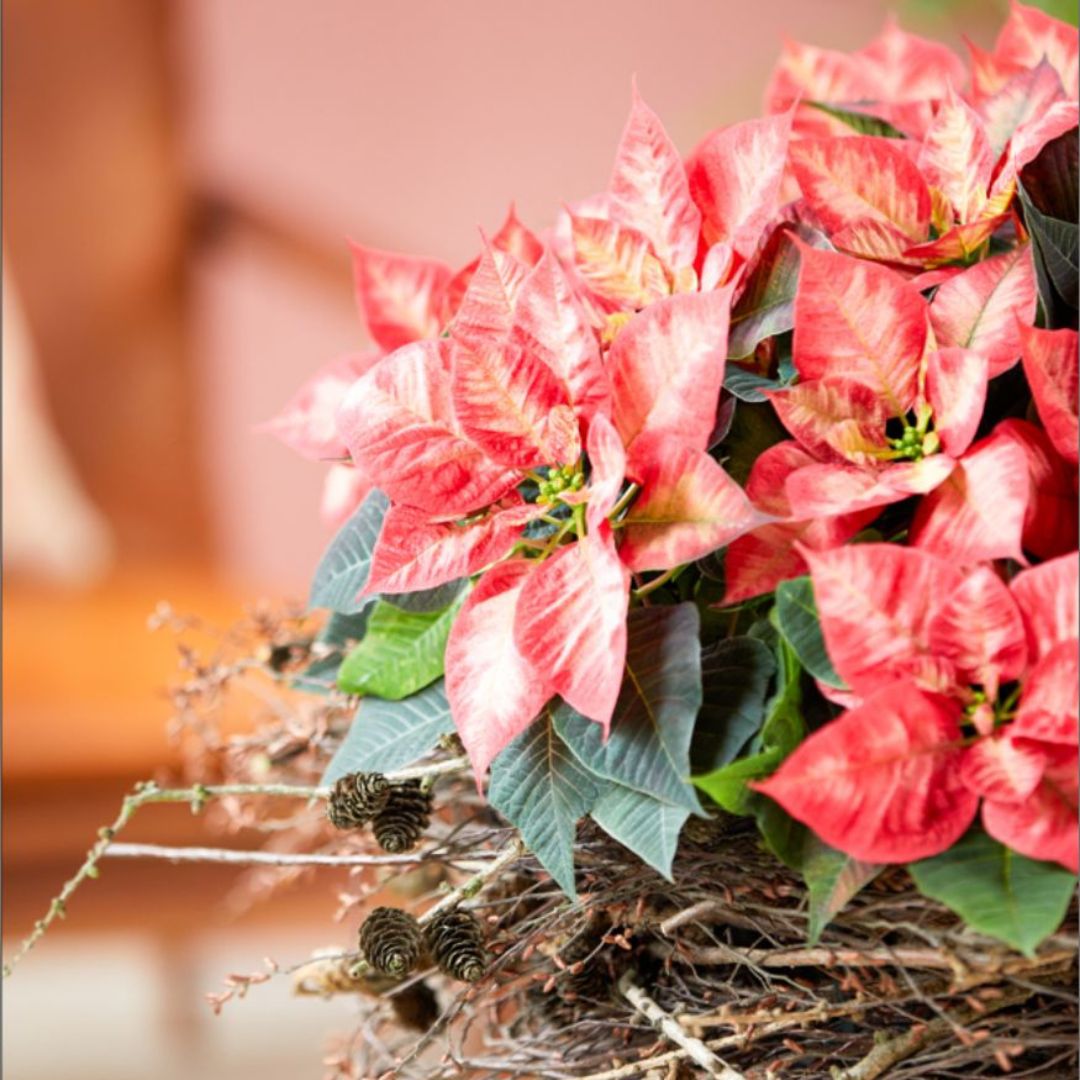 Floral Inspiration With Poinsettia as Plants on Thursd  