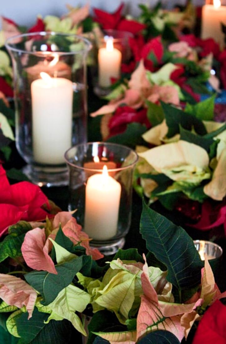 Candles Between Many Colors of Poinsettia on Thursd