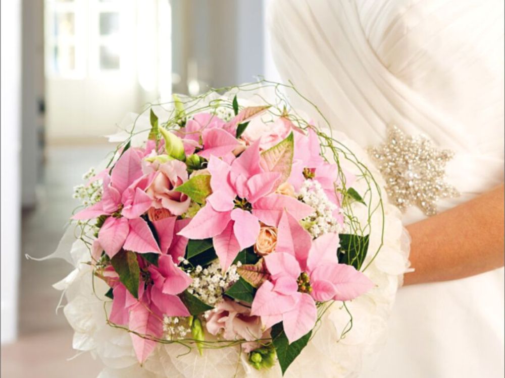 Bridal Poinsettia Bouquet on Thursd