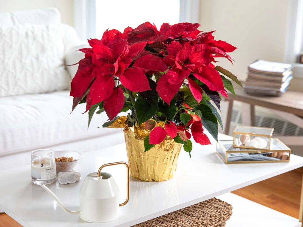 Golden Package Inspiration With Poinsettia Red on Thursd