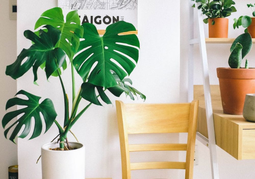Monstera and other plants in modern setting