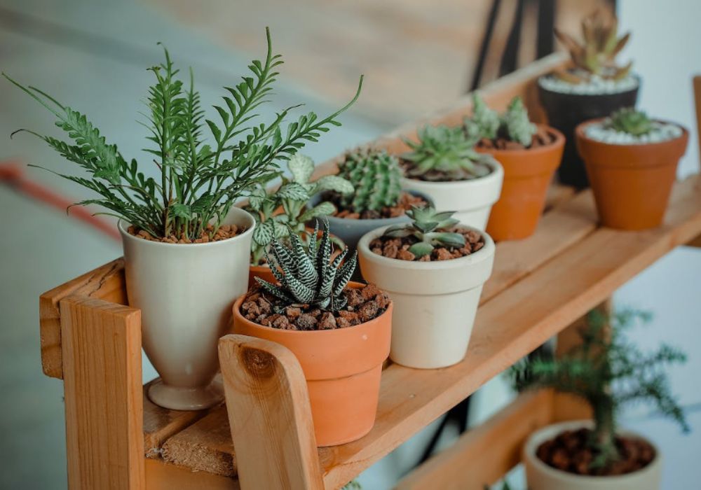 Succulents on stair display