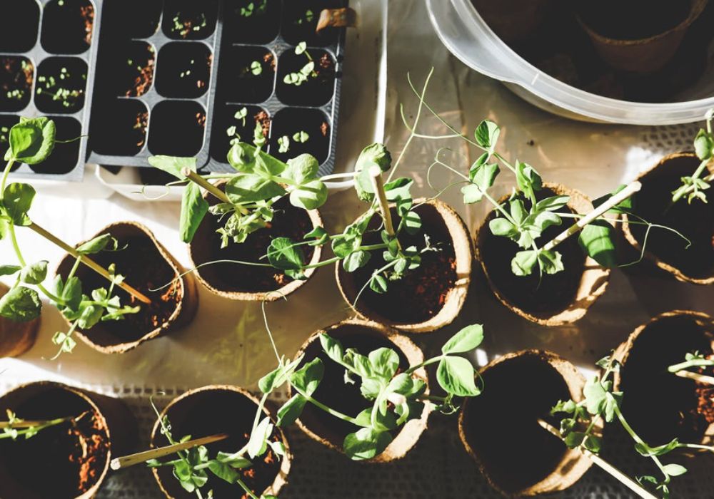 Young Plants repotting