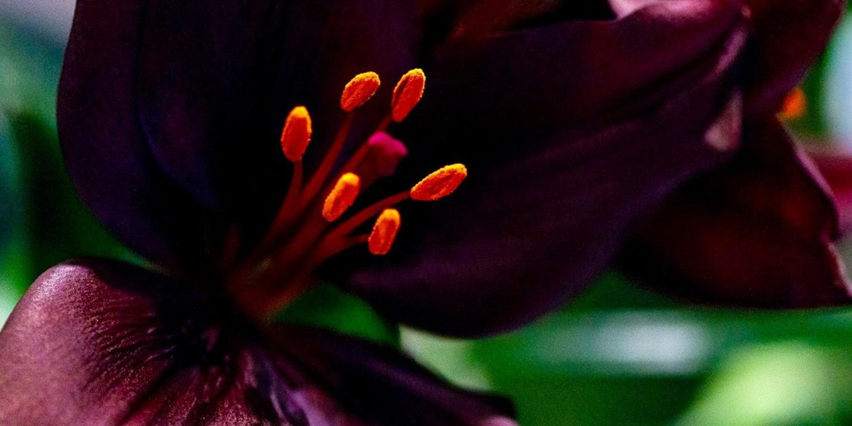 Lily Dark Secret cut flower on Thursd header