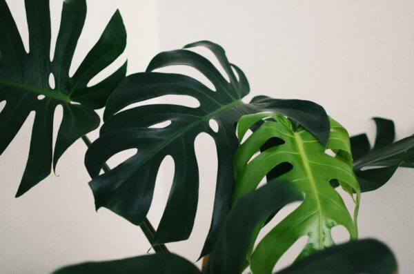 Hacks to Revive a Dead Plant - monstera - on thursd