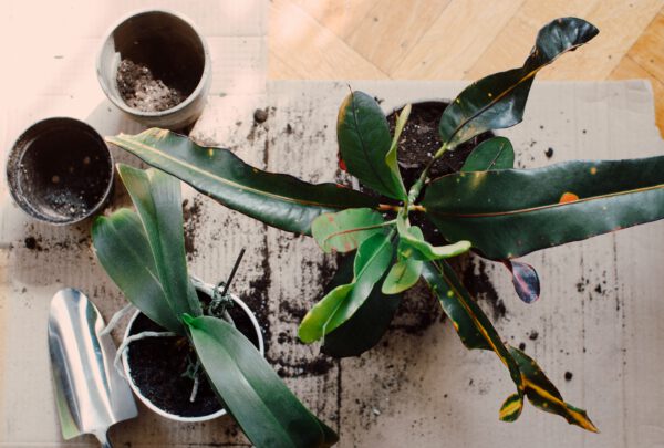 Hacks to Revive a Dead Plant - repot - on thursd