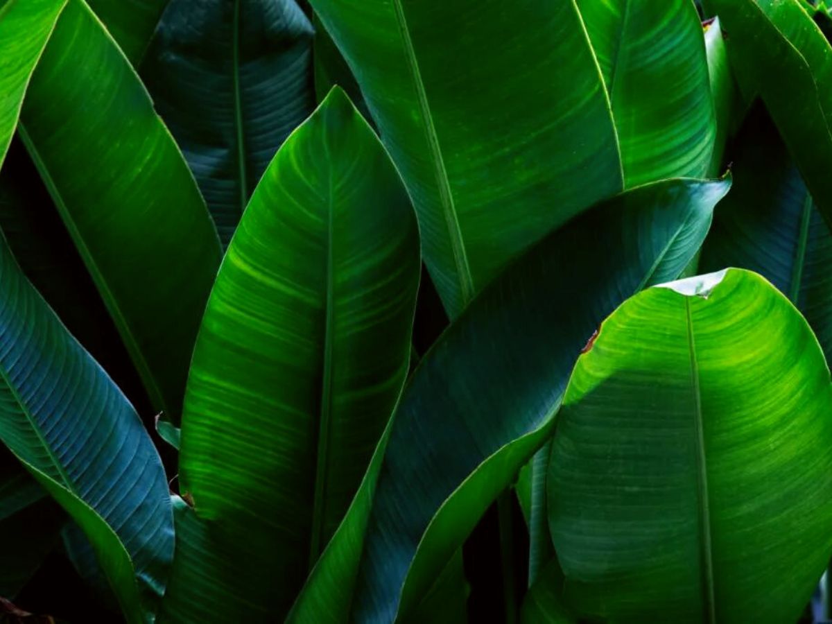 Bird of Paradise leaves on Thursd