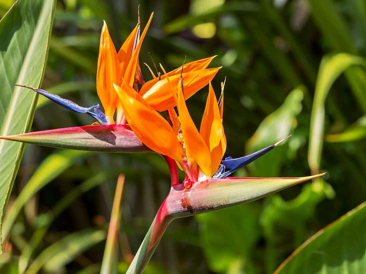 birds of paradise plant species