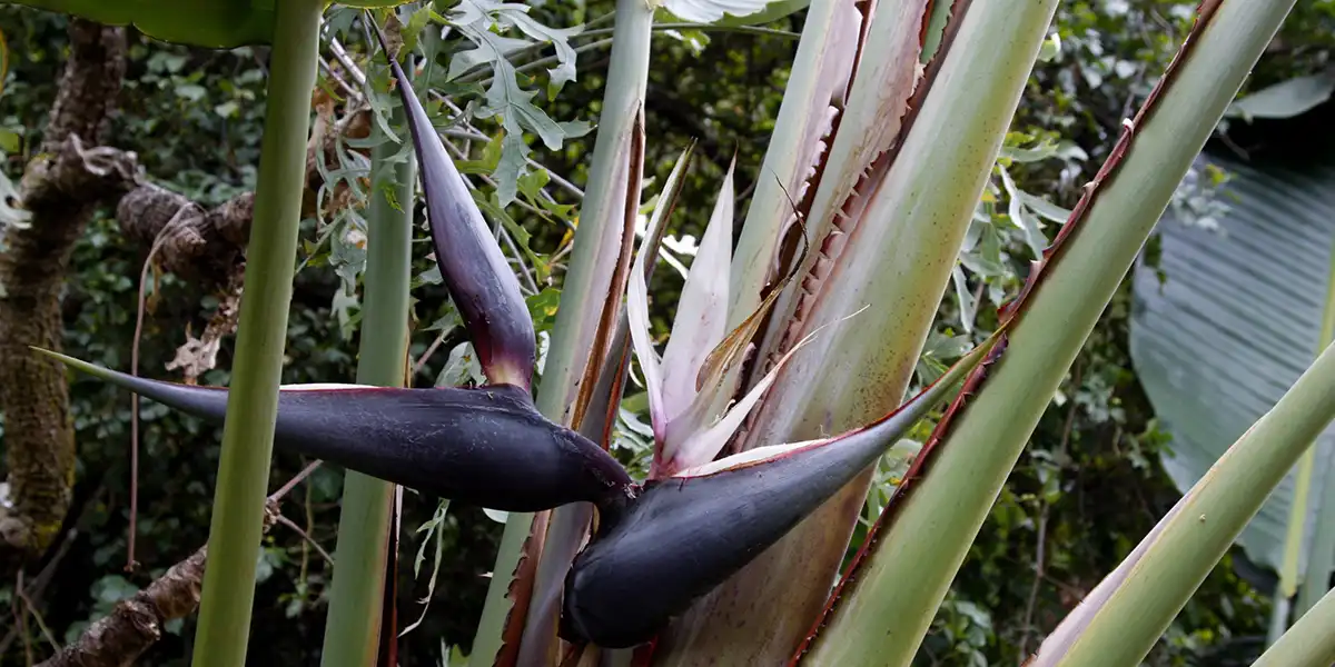 Strelitzia Nicolai pot plant on Thursd header