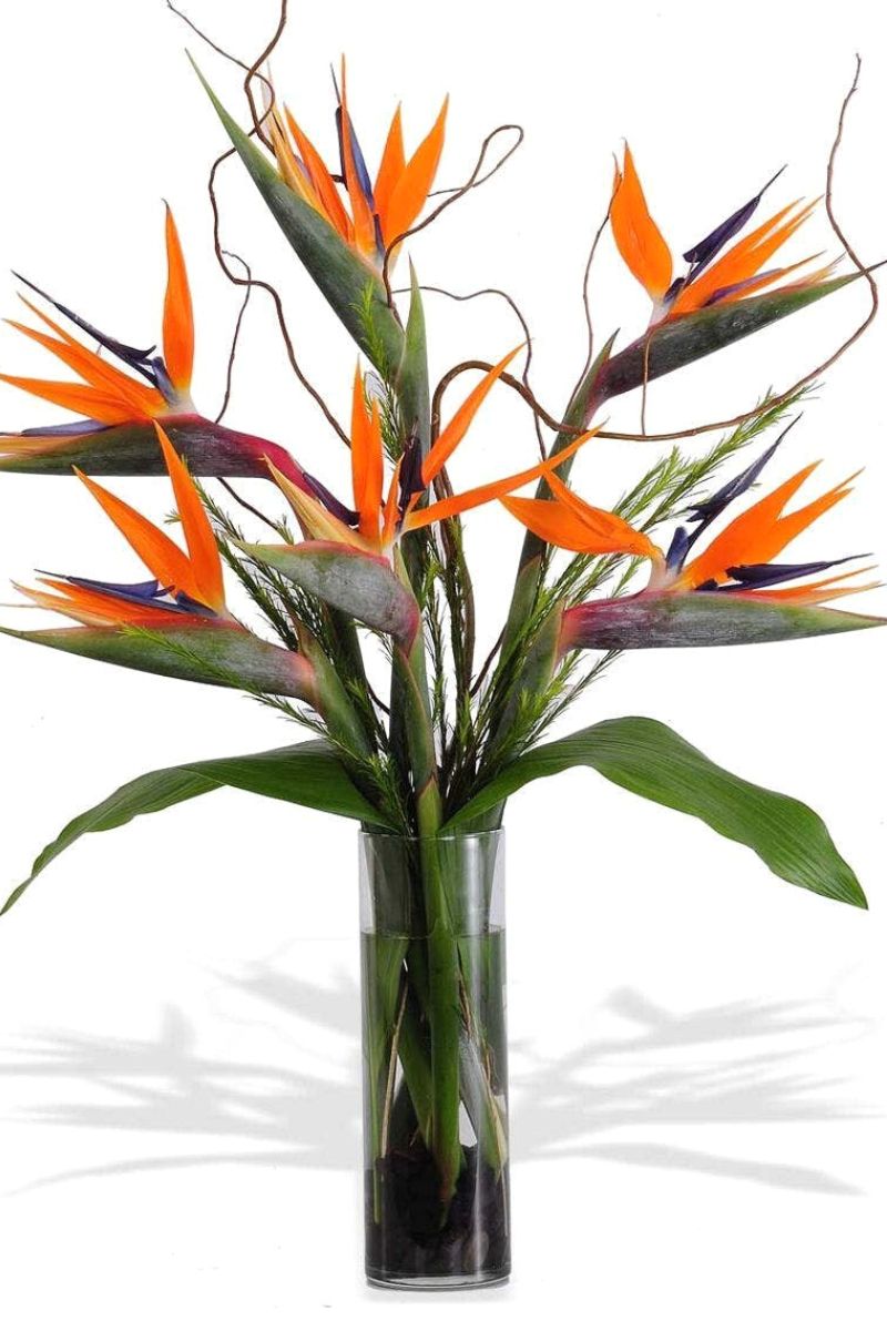 Bird of Paradise flower arrangement on Thursd