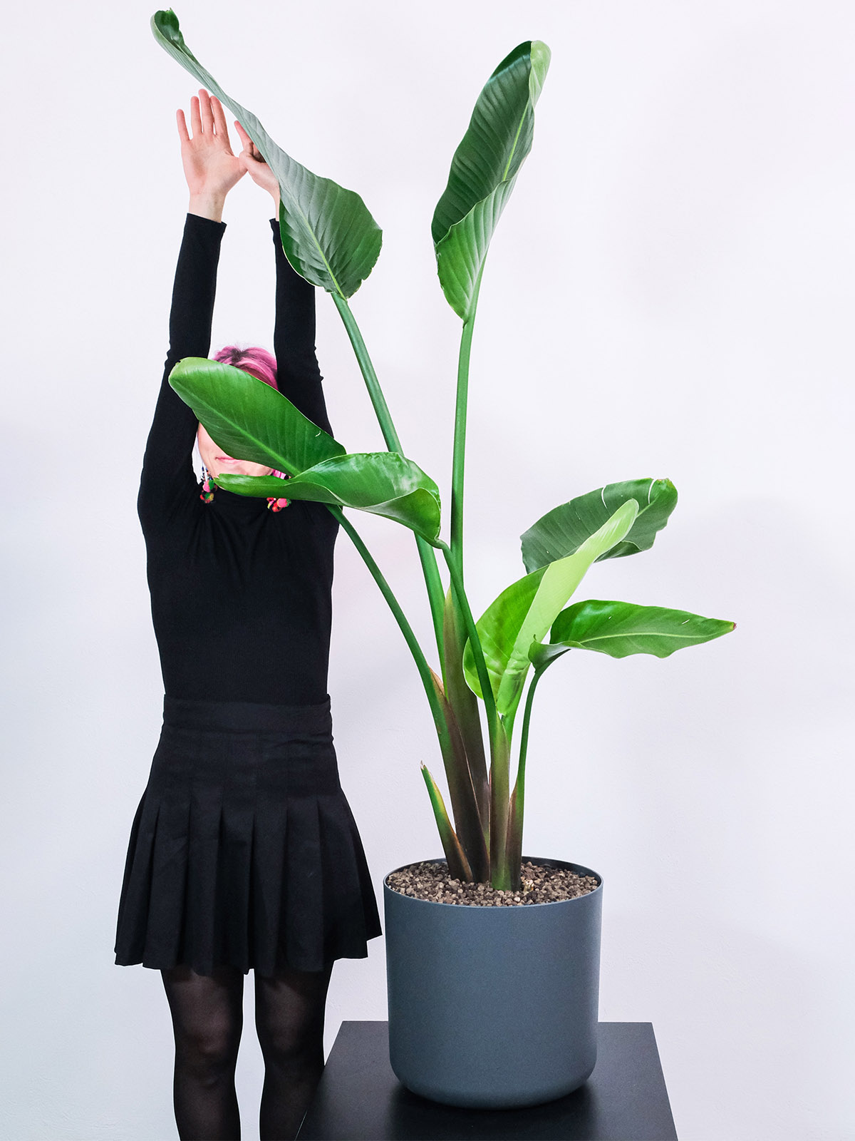 Strelitzia Reginae plant with pink hair girl on Thursd