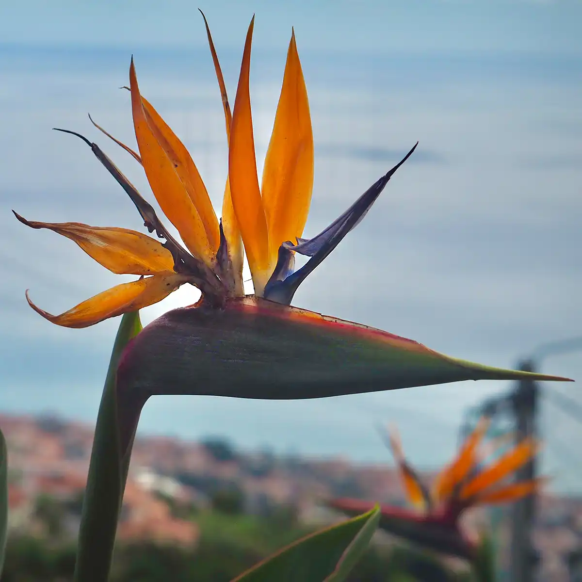 Bird of Paradise Strelitzia