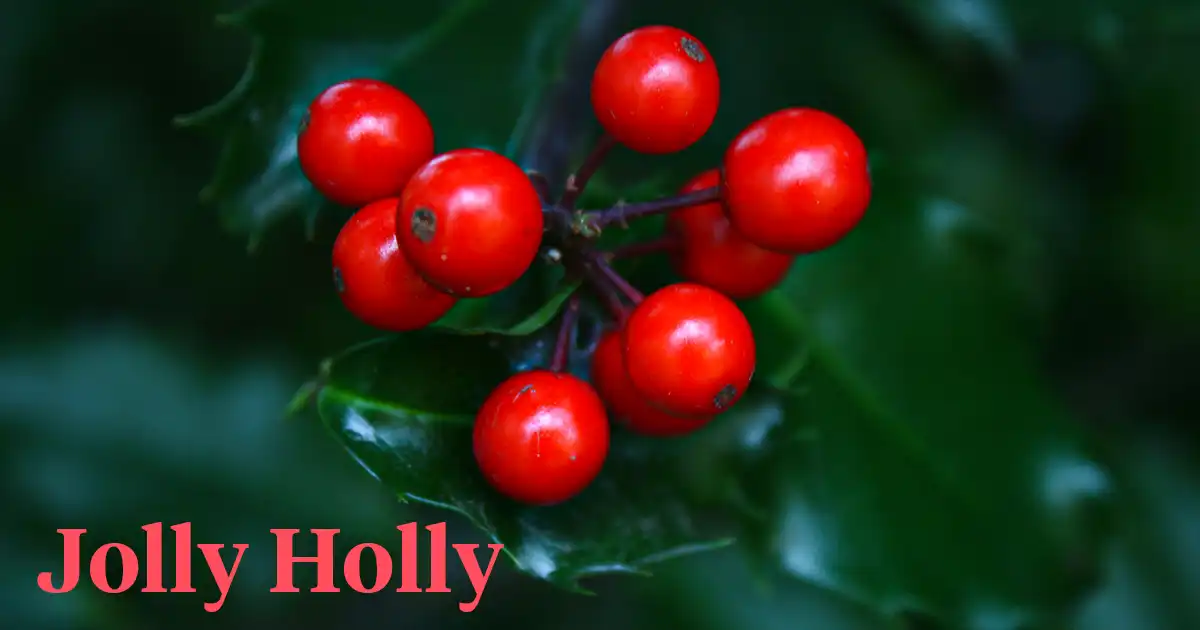 Jolly Holly by Chrysal header on Thursd