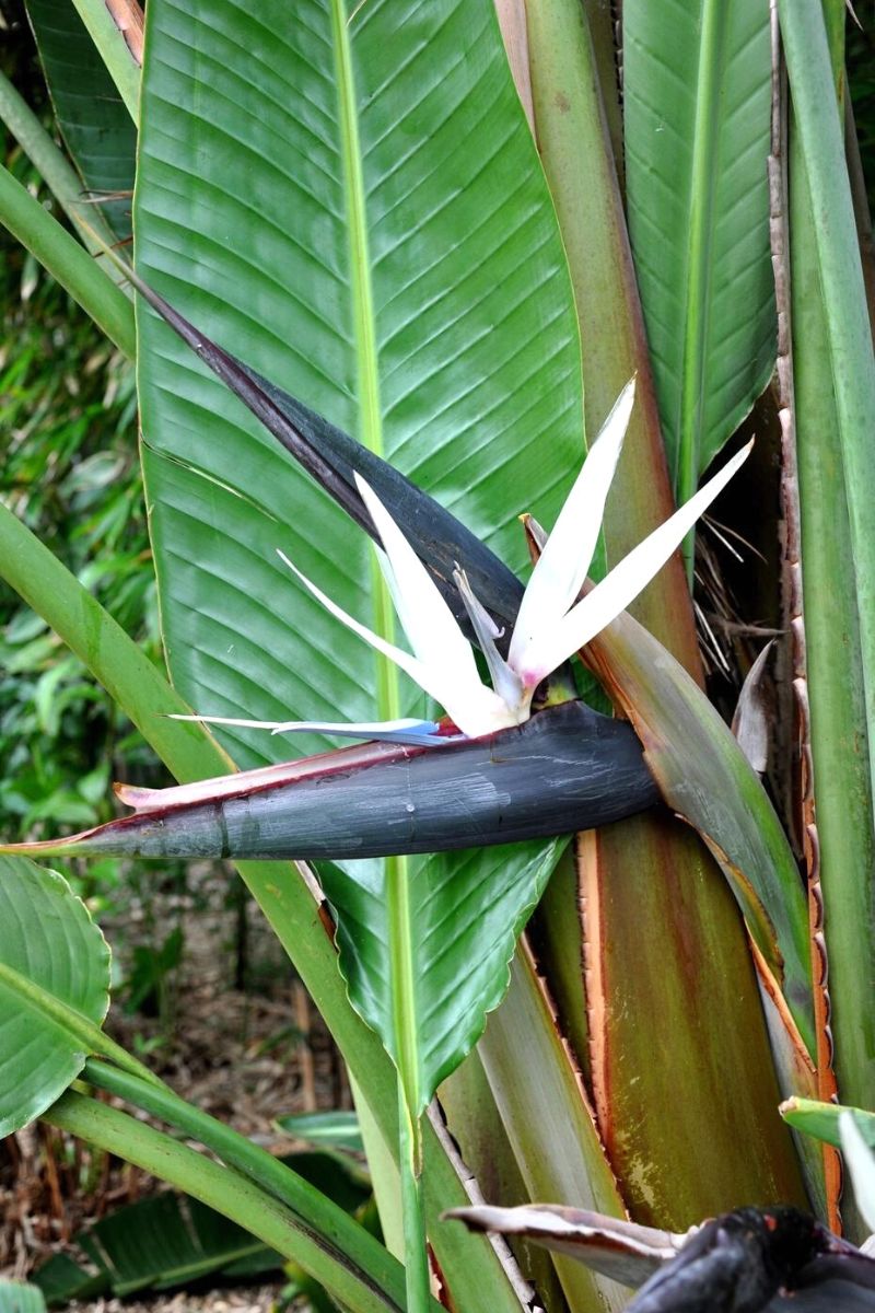 Strelitzia Nicolai plant on Thursd