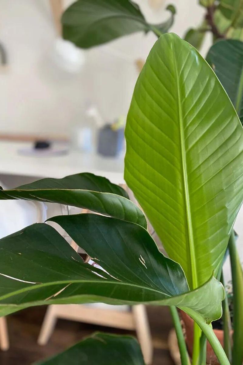 Leaves of Strelitzia Nicolai closeup on Thursd