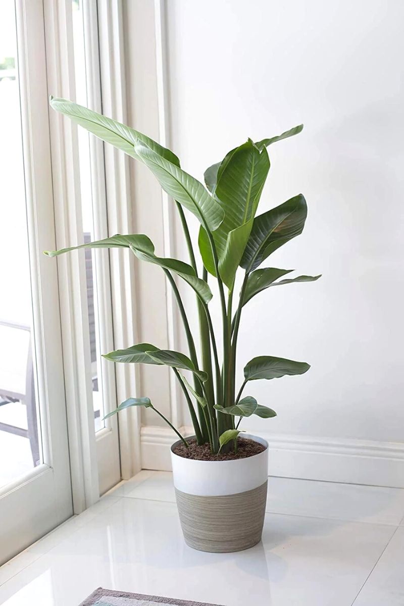 Humidity levels for Strelitzia Nicolai to thrive on Thursd