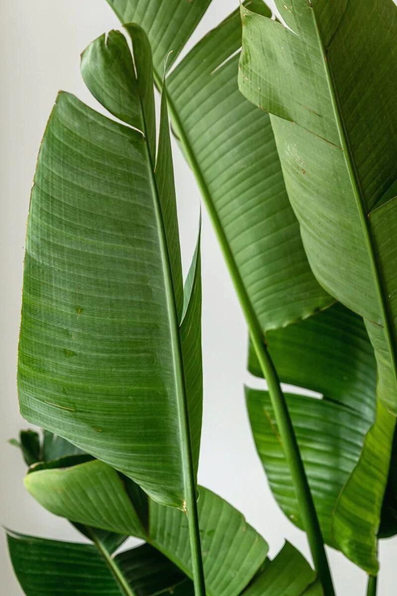 Split leaves in Strelitzia Nicolai is normal on Thursd