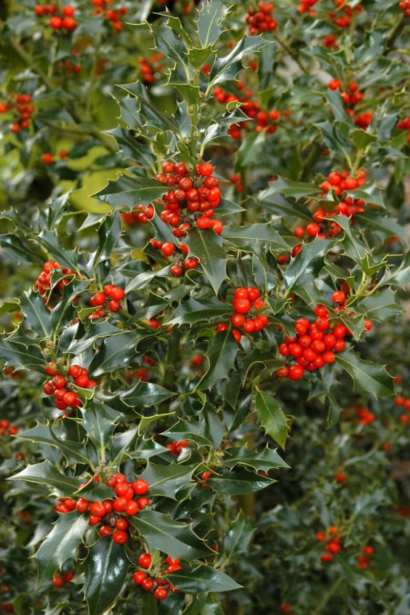 Holly Ilex Opaca popular christmas plant on Thursd