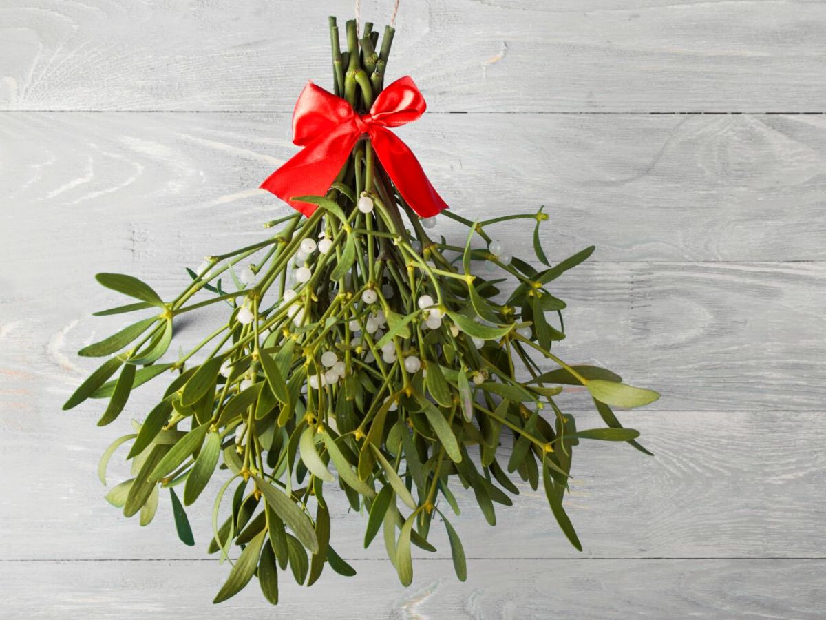 Mistletoe is a very popular christmas plant for the holidays on Thursd