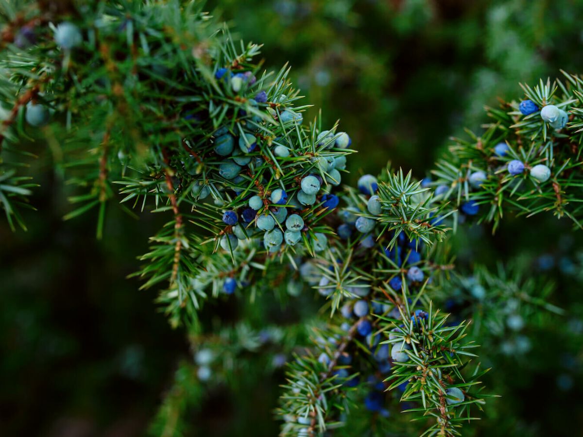 Juniper plant is well known in Christmas on Thursd