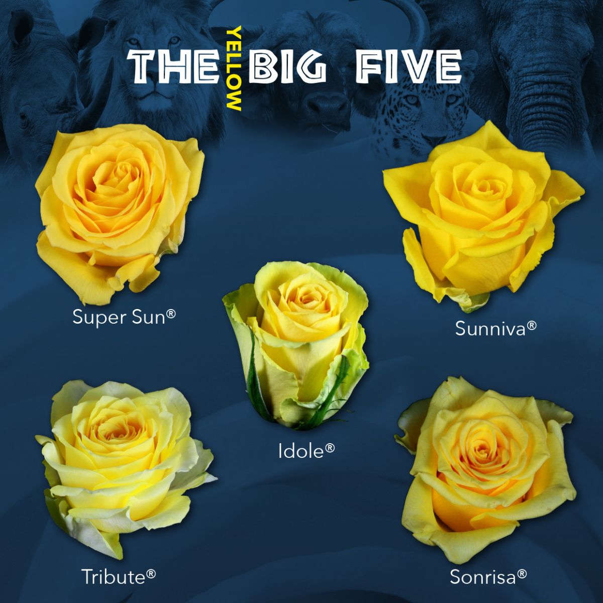 The Big Five Rose Edition - Part 5 - Yellow Roses - Article on Thursd