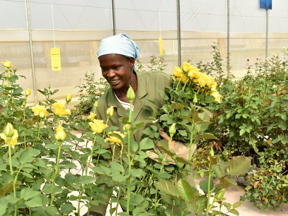 Kenyan yellow roses De Ruiter on Thursd