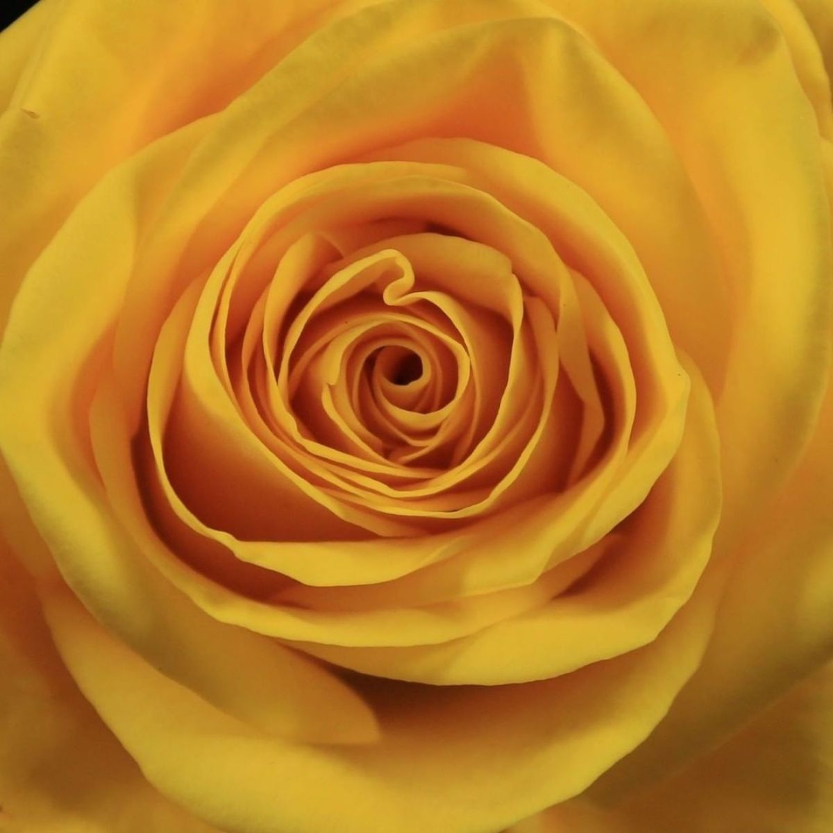 The Yellow Big Five Kenyan quality roses on Thursd