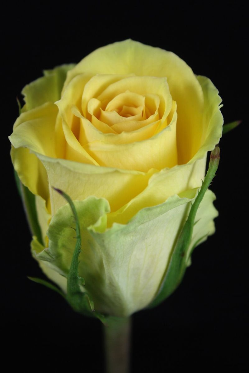 The Big Five Rose Edition - Part 5 - Yellow Roses - Article on Thursd