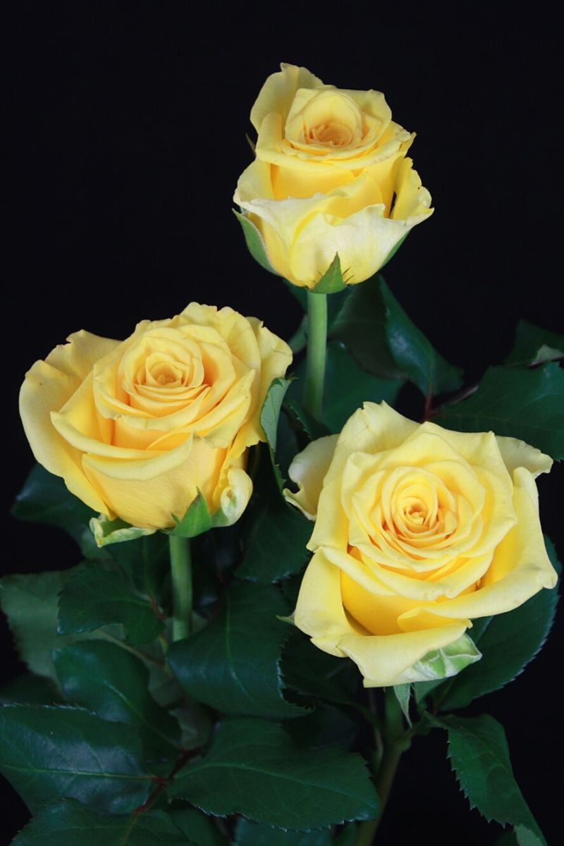 Rose Sonrisa Yellow Big Five on Thursd