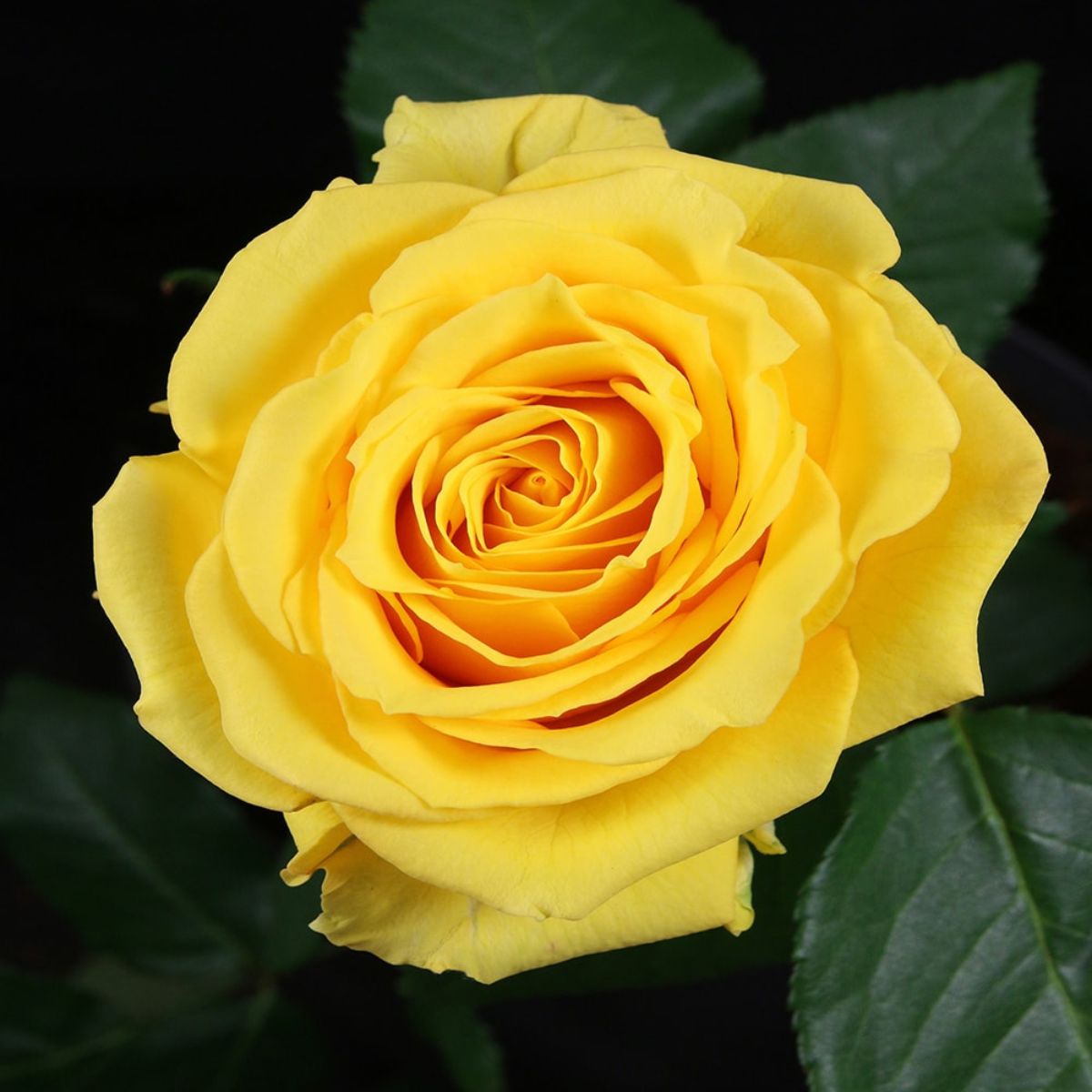 De Ruiters Yellow Big Five Rose Super Sun on Thursd