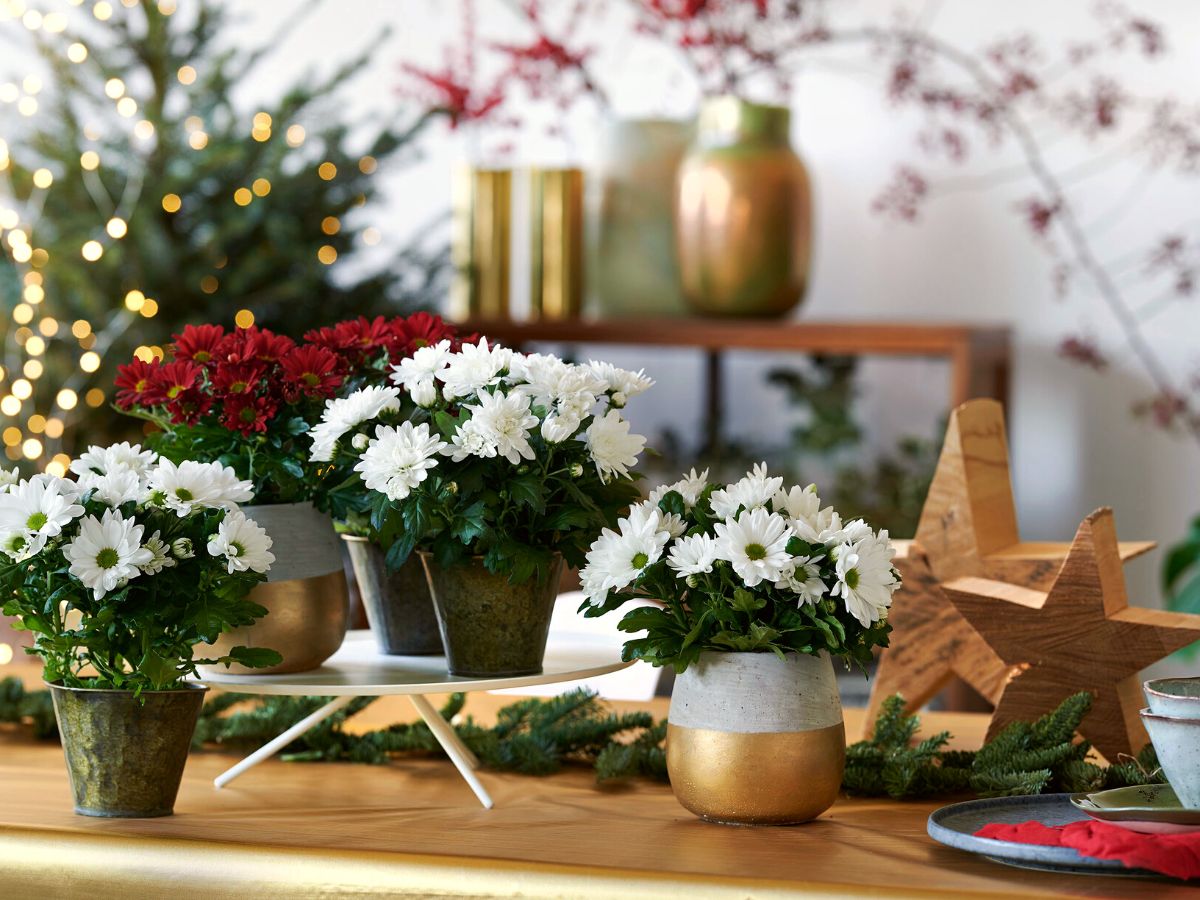 Ideal Christmas decor using Pot mums from Royal Van Zanten on Thursd